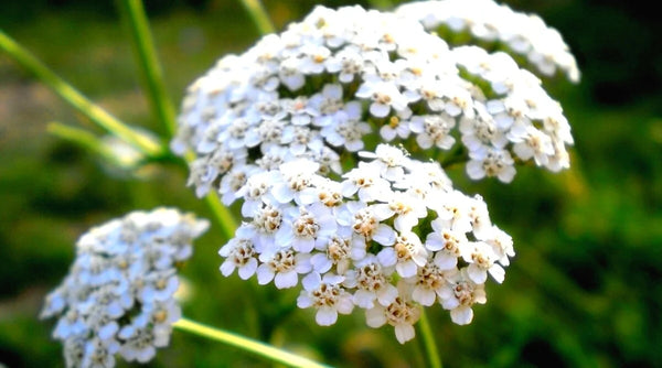 Yarrow Leaf/Flower
