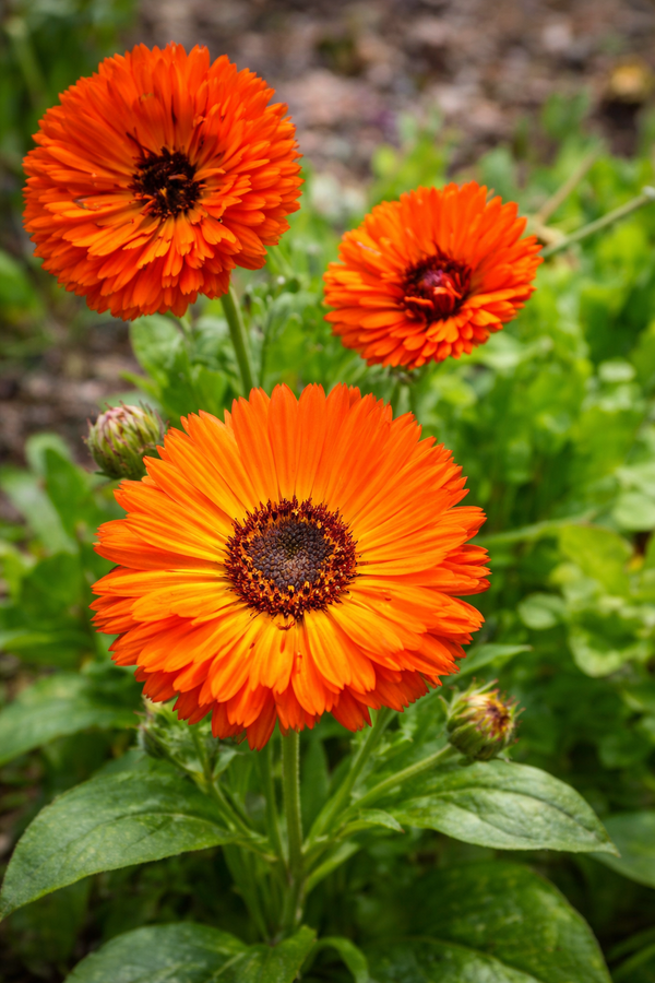 Calendula Flower