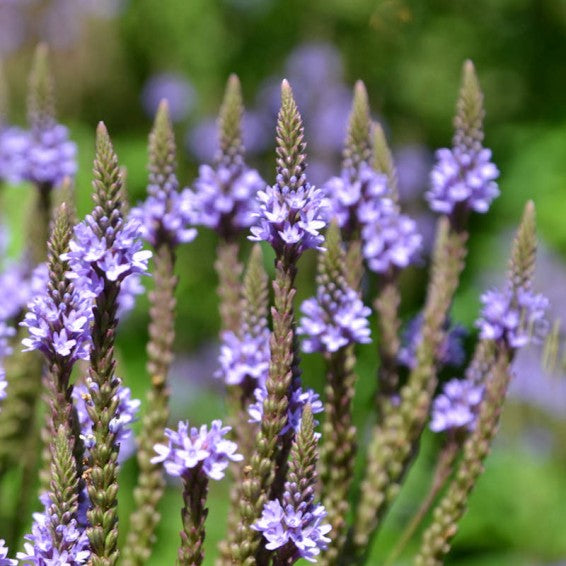 Blue Vervain