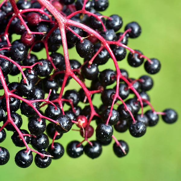 European Elderberry