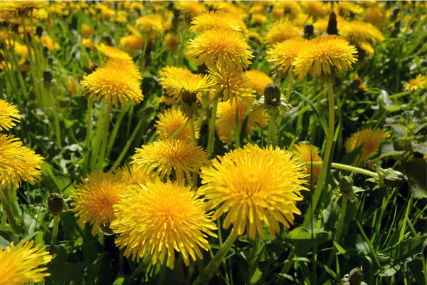 Dandelion Root