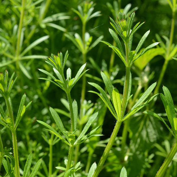 Cleavers Herb