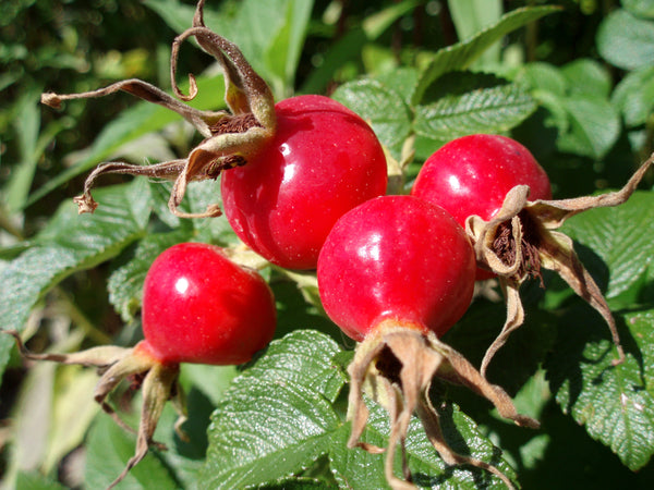 Rose Hip