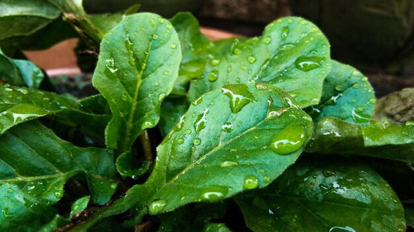 Plantain Leaf