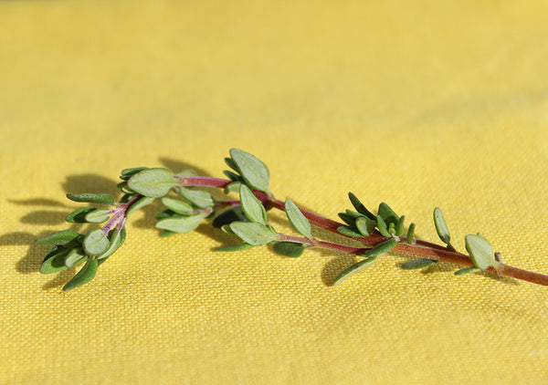 Thyme Leaf